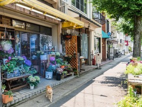 江夏区手工花卉推荐货源与西乡县花卉租赁站江夏区鲜花店